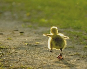 baby chick one-step-at-a-time