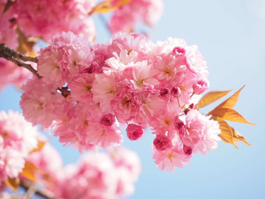 cherry-blossom-1260704_1920