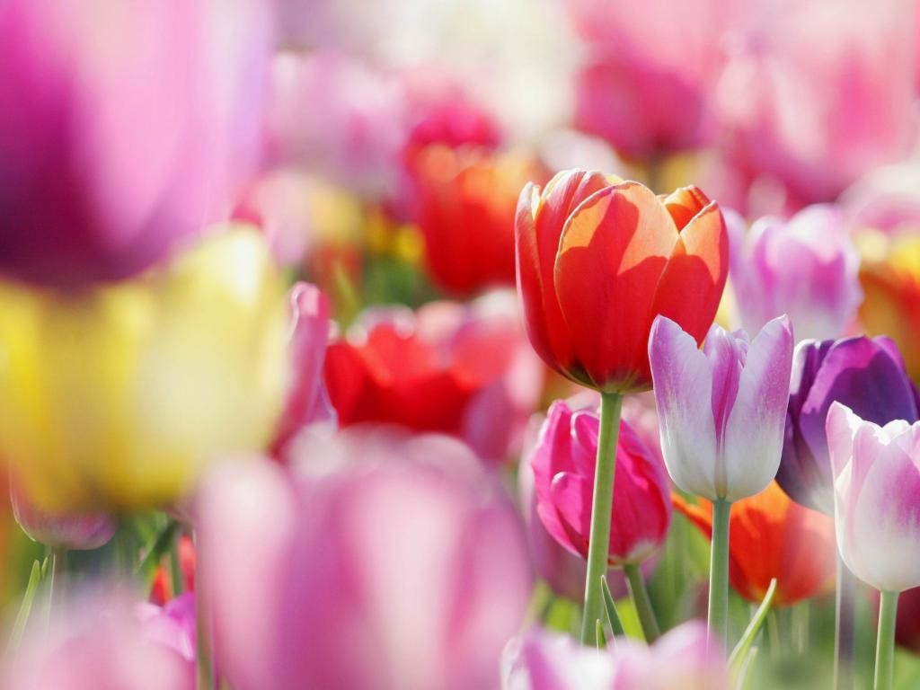 nature-buds-tulips-flowers-spring-flower-hd-wallpapers